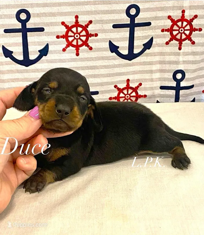 Mini Duce male, BBB Accredited Breeder – Miniature Dachshund puppy for sale in Winnsboro, LA