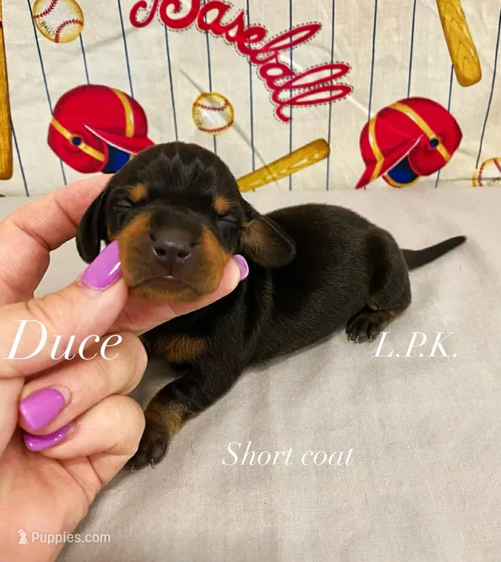 Mini Duce male, BBB Accredited Breeder – Miniature Dachshund puppy for sale in Winnsboro, LA