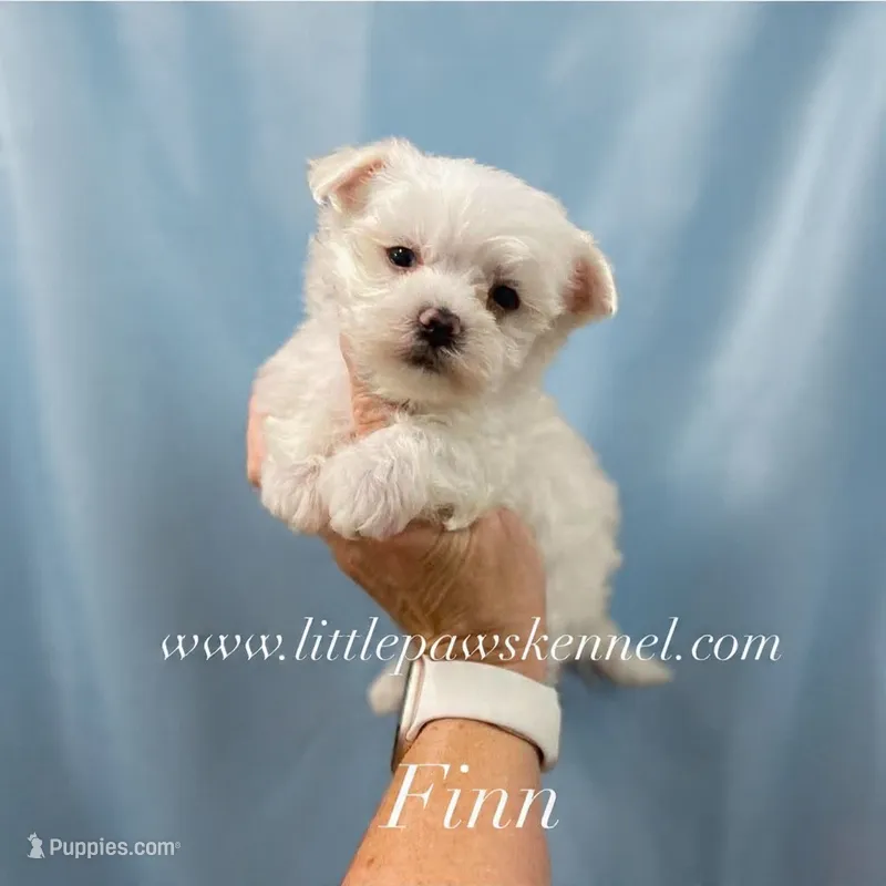  Tiny Finn – Maltese puppy for sale in Winnsboro, LA