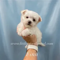  Tiny Finn, a male Maltese for sale in Winnsboro, LA – 1 of 2