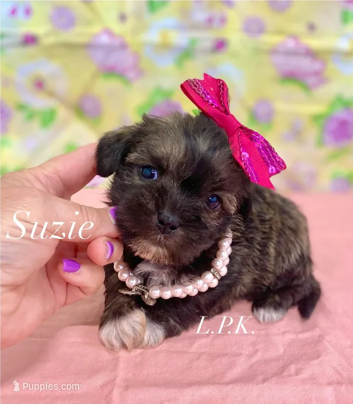 Tiny Suzie female – Shih Tzu puppy for sale in Winnsboro, LA
