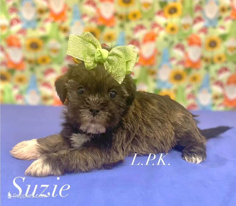 Tiny Suzie female – Shih Tzu puppy for sale in Winnsboro, LA