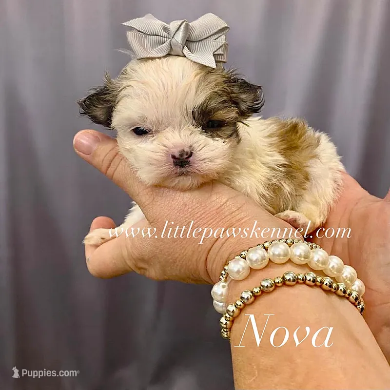 Tiny Nova female – Mal Shi puppy for sale in Winnsboro, LA