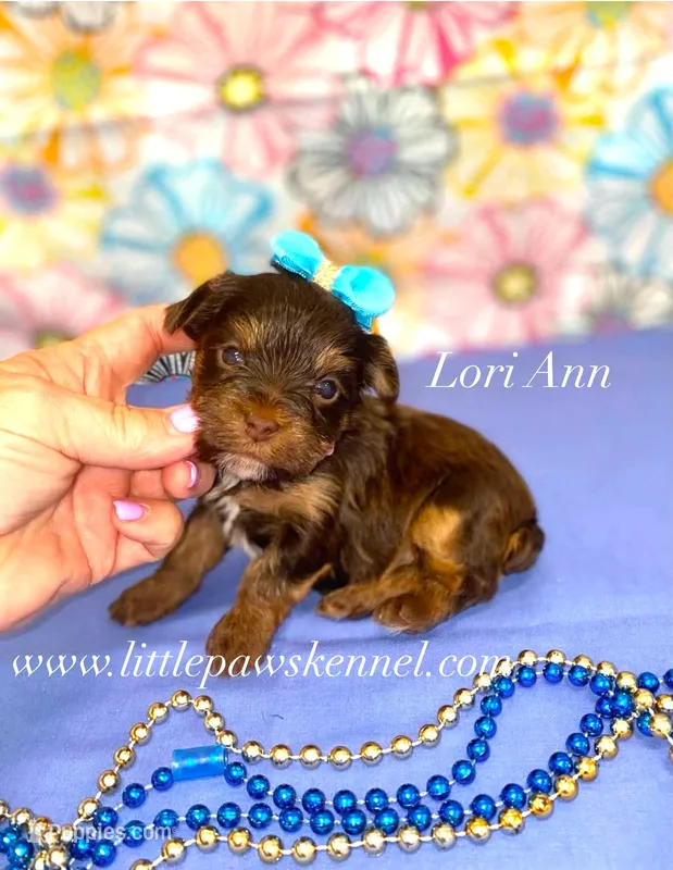Tiny Lori Anne – Yorkshire Terrier puppy for sale in Winnsboro, LA