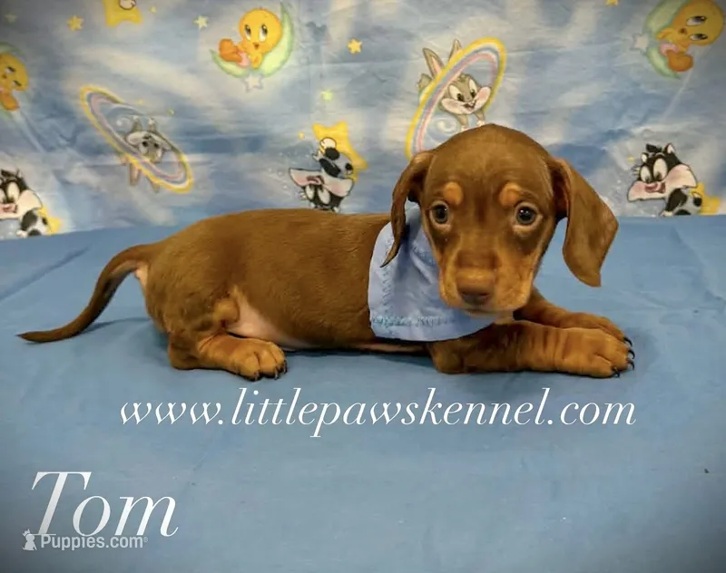 Mini Tom  – Miniature Dachshund puppy for sale in Winnsboro, LA