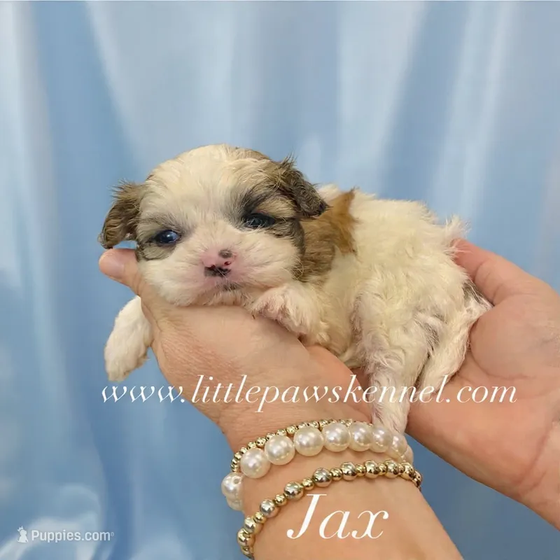 Jax – Mal Shi puppy for sale in Winnsboro, LA