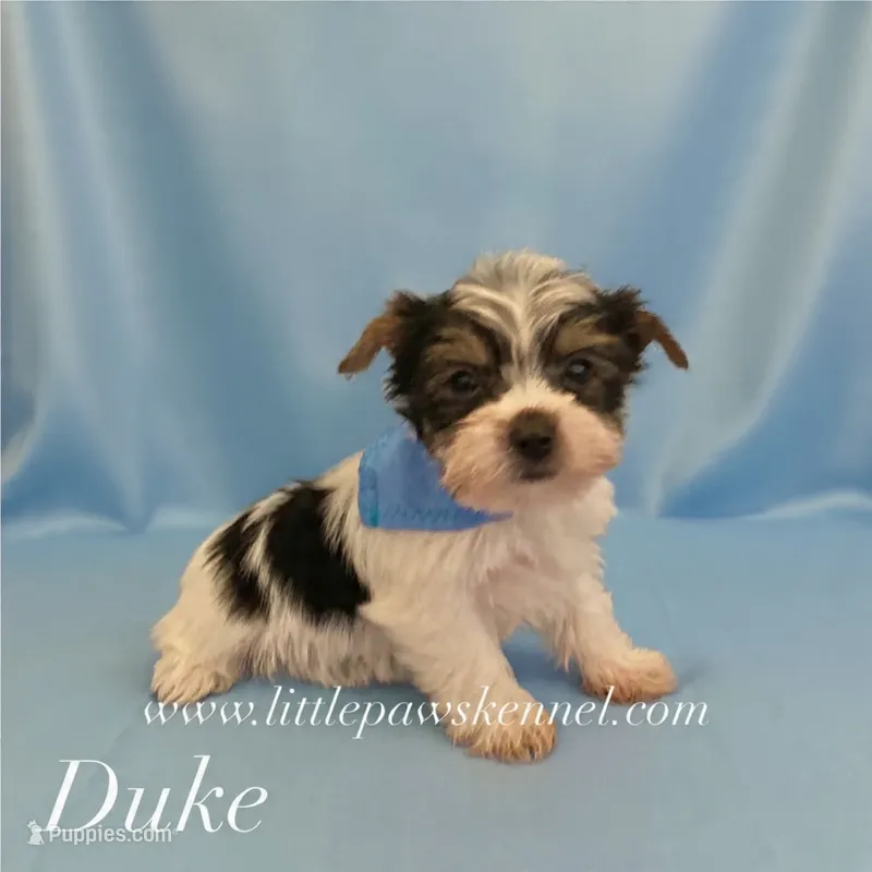 Duke – Yorkshire Terrier puppy for sale in Winnsboro, LA