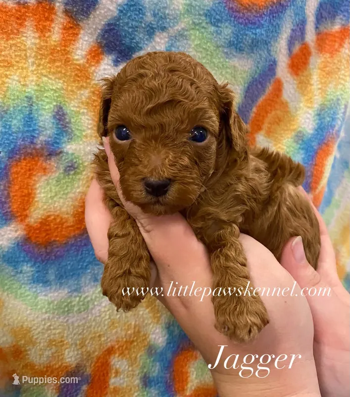 Jagger – Maltipoo puppy for sale in Winnsboro, LA