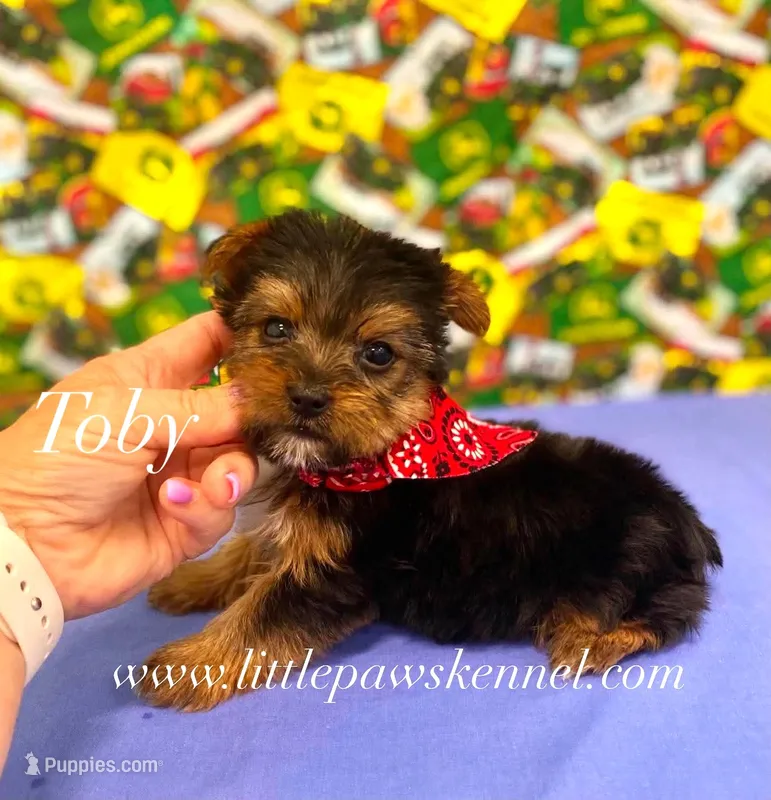 Tiny Toby male – Yorkshire Terrier puppy for sale in Winnsboro, LA