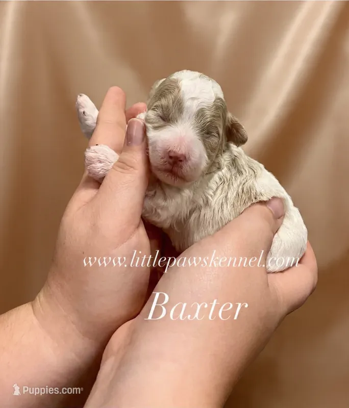 Baxter – Maltipoo puppy for sale in Winnsboro, LA
