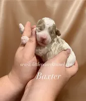 Baxter, a male Maltipoo for sale in Winnsboro, LA – 1 of 1