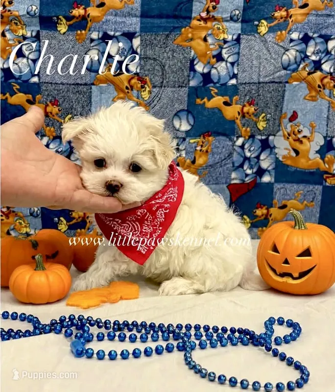 Tiny Charlie male – Maltese puppy for sale in Winnsboro, LA