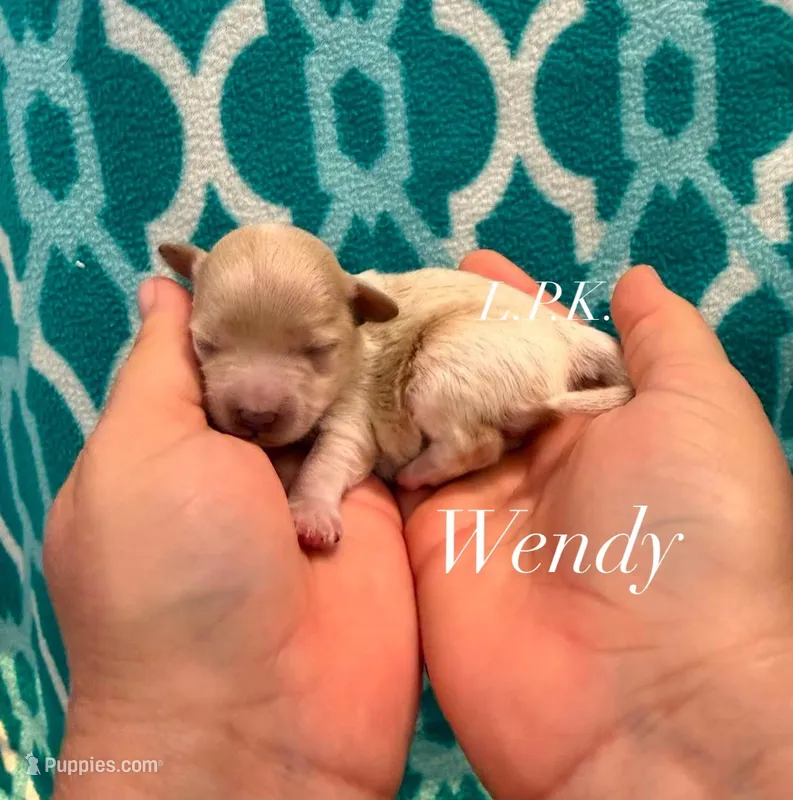 wendy – Maltipoo puppy for sale in Winnsboro, LA