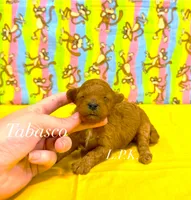 Tiny Tabasco male Maltipoo, a male Maltipoo for sale in Winnsboro, LA – 1 of 1