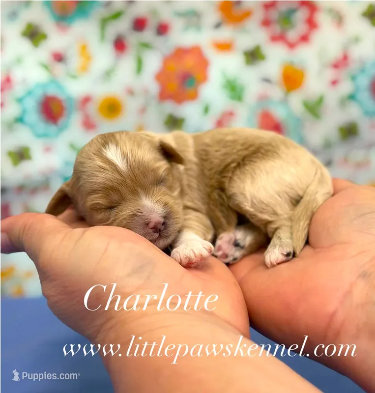Charlotte – Maltipoo puppy for sale in Winnsboro, LA