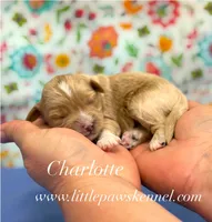 Charlotte, a male Maltipoo for sale in Winnsboro, LA – 1 of 1