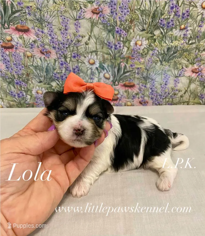 Tiny Lola Female – Morkie puppy for sale in Winnsboro, LA