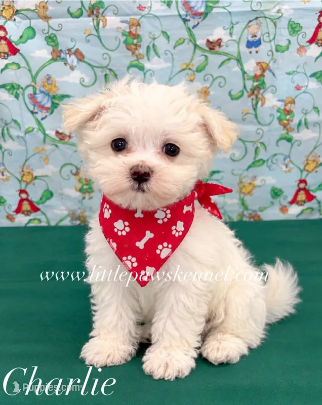 Tiny Charlie male – Maltese puppy for sale in Winnsboro, LA