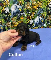 Mini Colton (BBB Accredited), a male Miniature Dachshund for sale in Winnsboro, LA – Photo 1 of 2