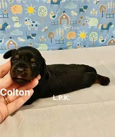 Mini Colton (BBB Accredited), a male Miniature Dachshund for sale in Winnsboro, LA – Photo 2 of 2