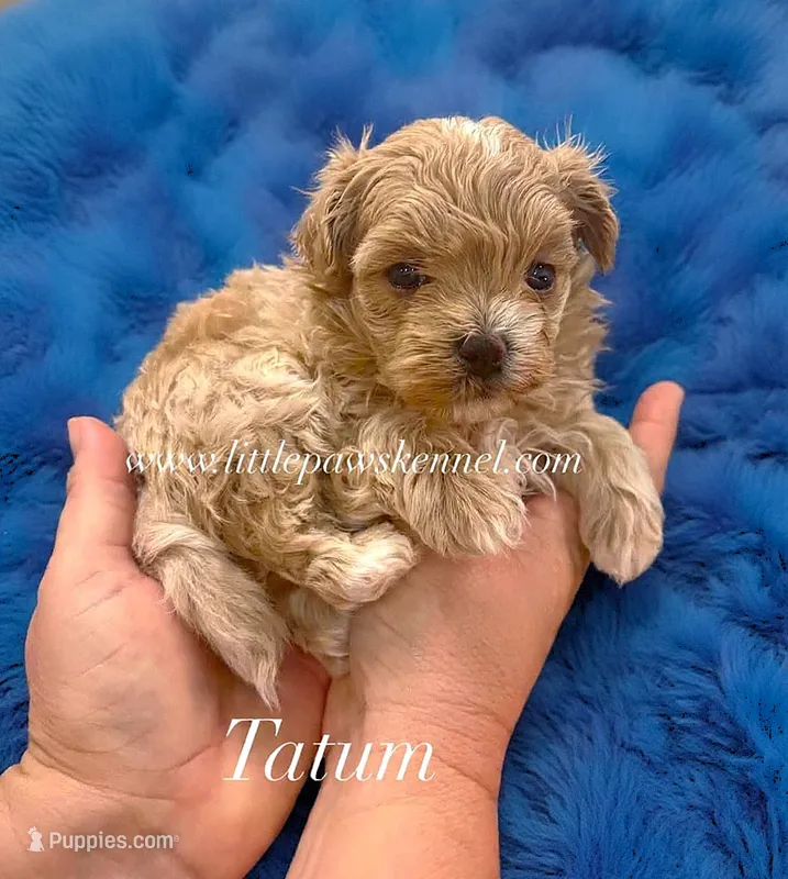 Tatum – Maltipoo puppy for sale in Winnsboro, LA