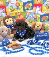 Tcup Pepper, a male Poodle - Toy  for sale in Winnsboro, LA – 1 of 1