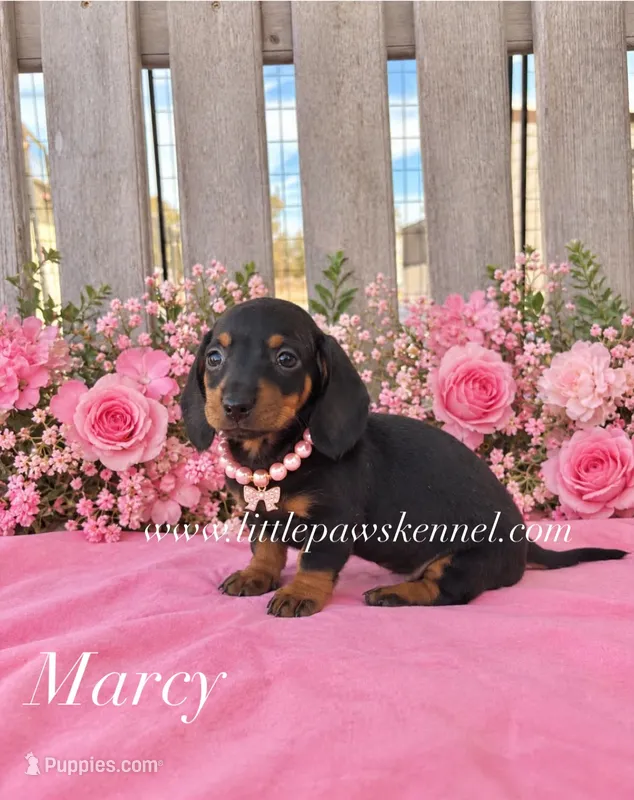 Mini Marcy female – Miniature Dachshund puppy for sale in Winnsboro, LA
