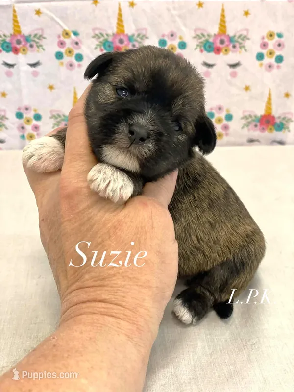 Tiny Suzie female – Shih Tzu puppy for sale in Winnsboro, LA