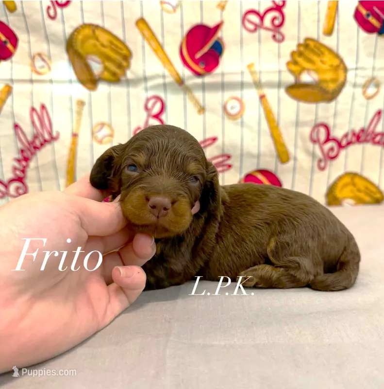 Frito – Miniature Dachshund puppy for sale in Winnsboro, LA