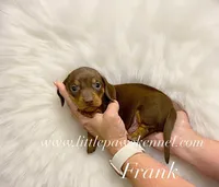 Mini Frank, a male Miniature Dachshund for sale in Winnsboro, LA – 1 of 2