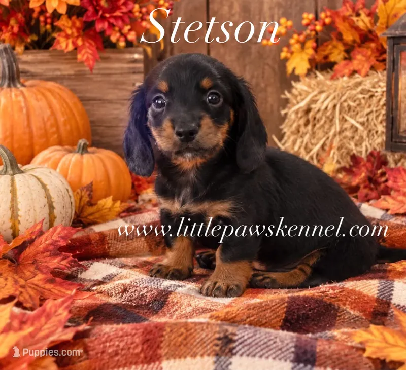 Mini Stetson Long coat male – Miniature Dachshund puppy for sale in Winnsboro, LA
