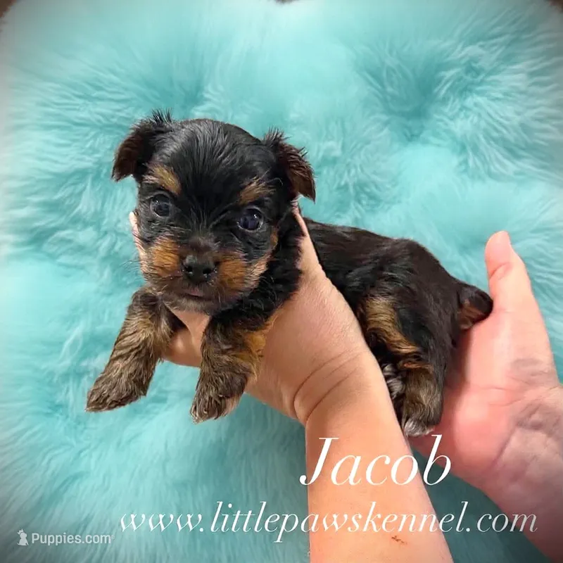 Jacob – Yorkshire Terrier puppy for sale in Winnsboro, LA