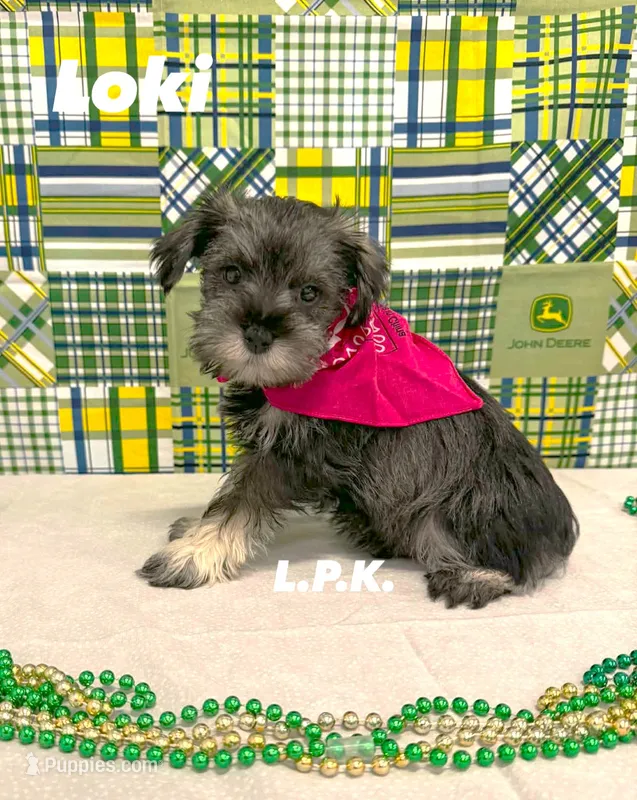 Mini Loki male – Miniature Schnauzer puppy for sale in Winnsboro, LA