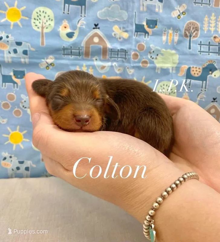 Mini Colton Male – Miniature Dachshund puppy for sale in Winnsboro, LA