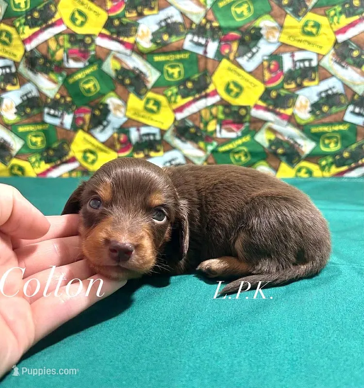 Mini Colton Male – Miniature Dachshund puppy for sale in Winnsboro, LA