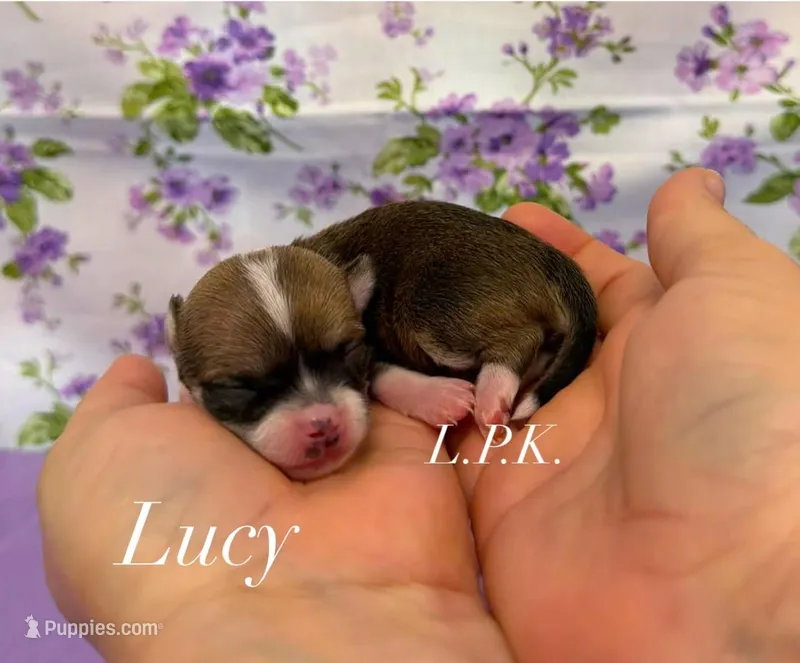 Tiny Lucy female – Chihuahua puppy for sale in Winnsboro, LA