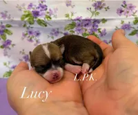 Tiny Lucy female, a female Chihuahua for sale in Winnsboro, LA – 1 of 1
