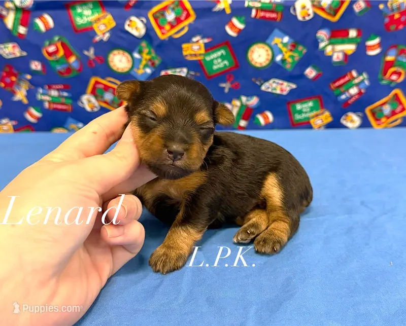 Tiny Lenard male – Yorkshire Terrier puppy for sale in Winnsboro, LA