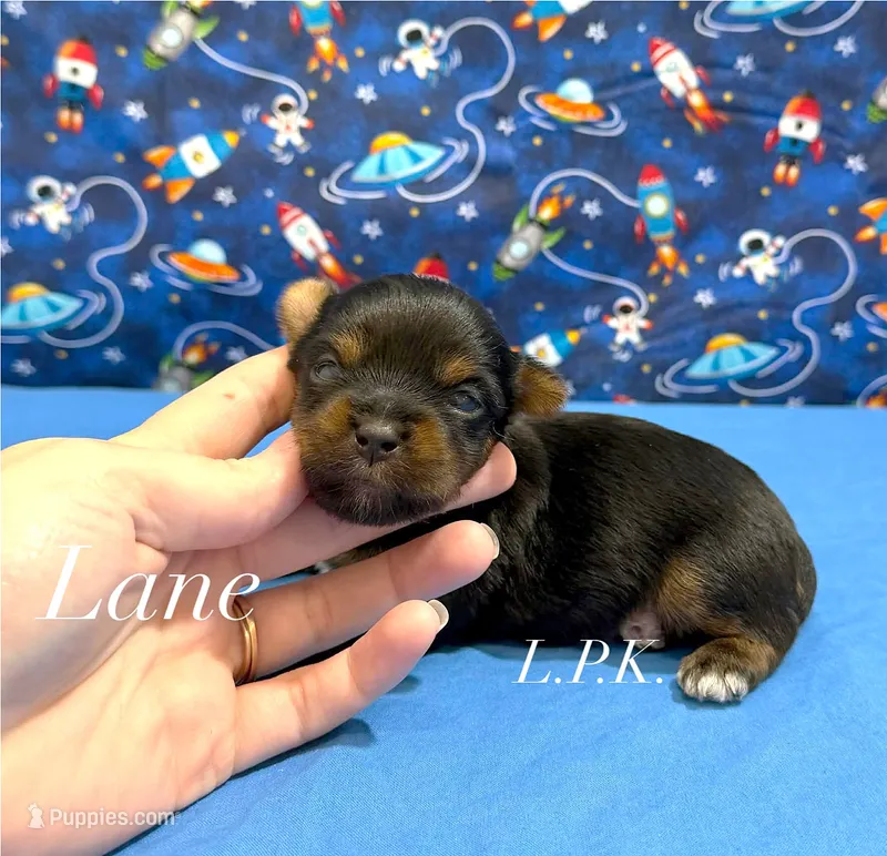 Tiny Lane male – Yorkshire Terrier puppy for sale in Winnsboro, LA