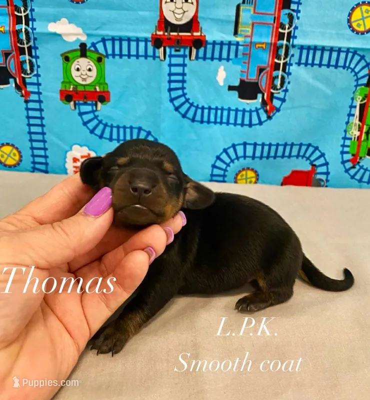 Mini Thomas male, BBB Accredited Breeder – Miniature Dachshund puppy for sale in Winnsboro, LA