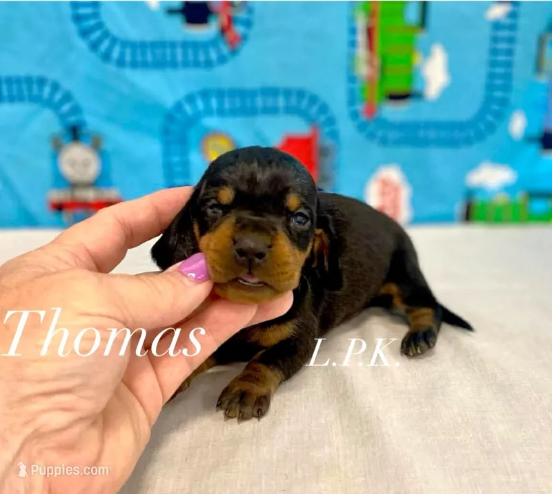 Mini Thomas male, BBB Accredited Breeder – Miniature Dachshund puppy for sale in Winnsboro, LA