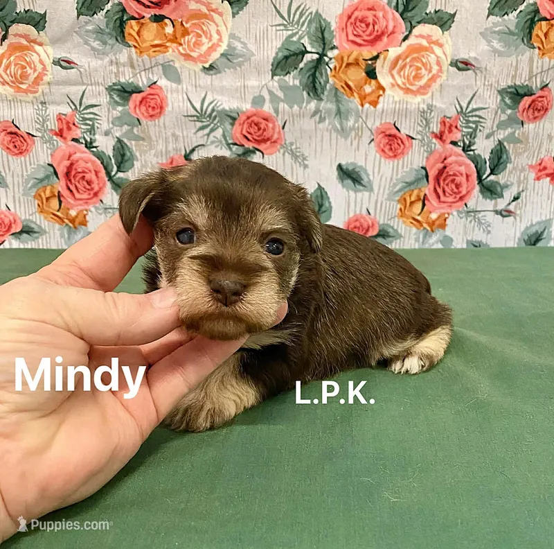 (BBB Accredited) Mini Mindy