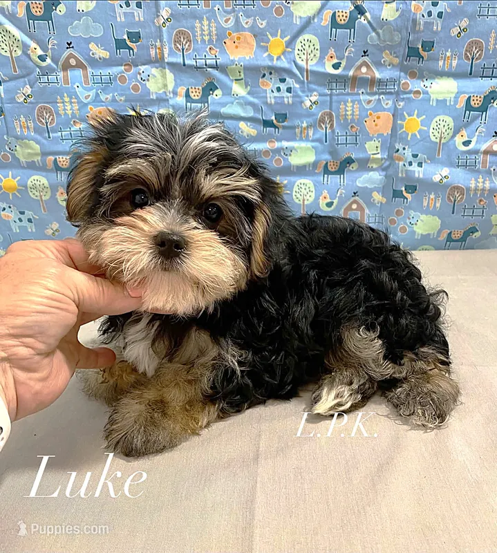 Tiny Luke – Morkie puppy for sale in Winnsboro, LA