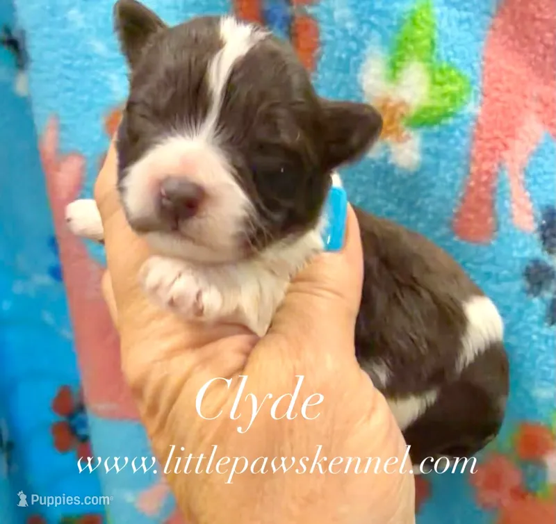 Tiny Clyde male – Schnoodle puppy for sale in Winnsboro, LA