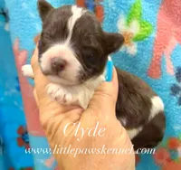 Tiny Clyde male, a male Schnoodle for sale in Winnsboro, LA – 1 of 1