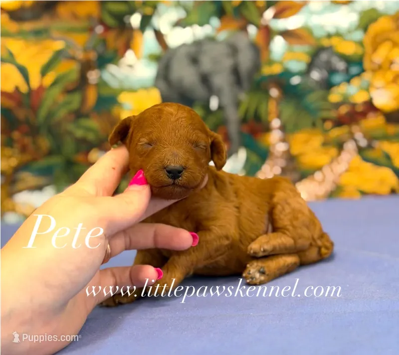Pete – Poodle - Toy  puppy for sale in Winnsboro, LA