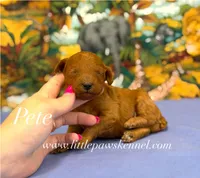 Pete, a male Poodle - Toy  for sale in Winnsboro, LA – 1 of 1