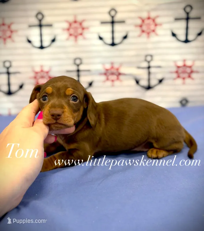 Mini Tom  – Miniature Dachshund puppy for sale in Winnsboro, LA
