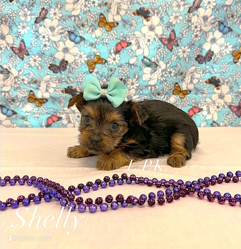 Tiny shelly female – Yorkshire Terrier puppy for sale in Winnsboro, LA
