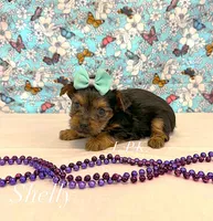 Tiny shelly female, a female Yorkshire Terrier for sale in Winnsboro, LA – 1 of 1